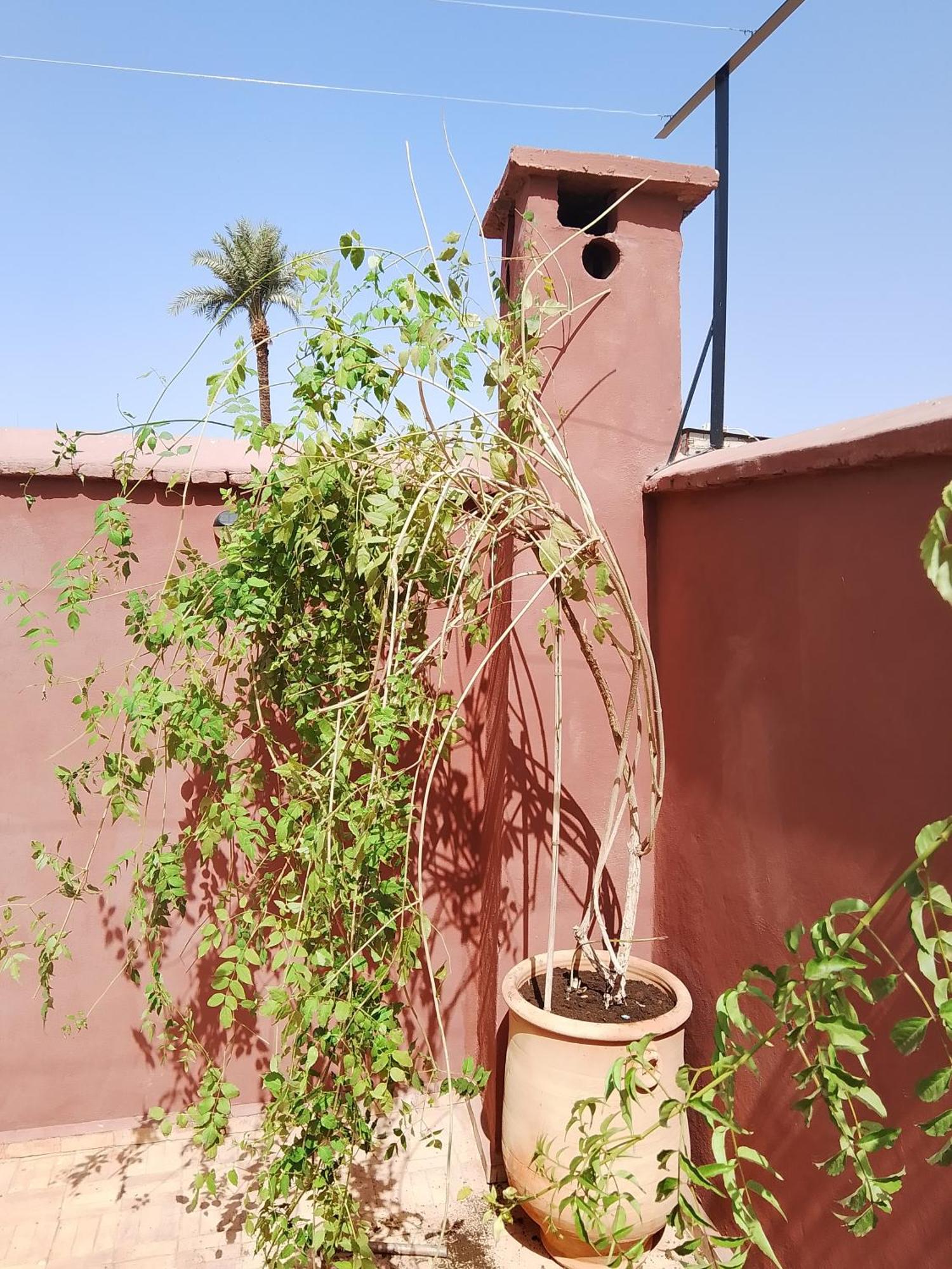 Riad Paquerette Μαρακές Εξωτερικό φωτογραφία